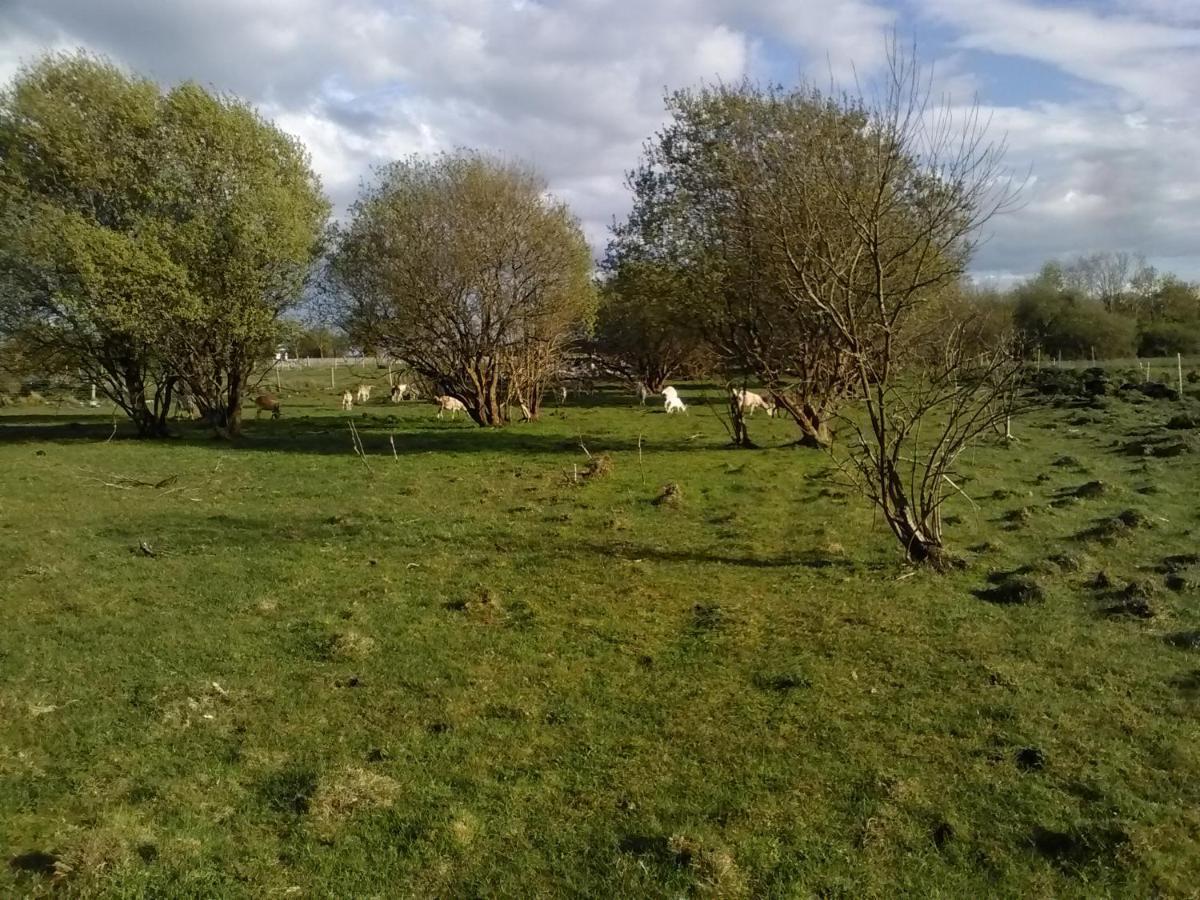 Bed and Breakfast The Little Flock Farm Cloonmore Exterior foto