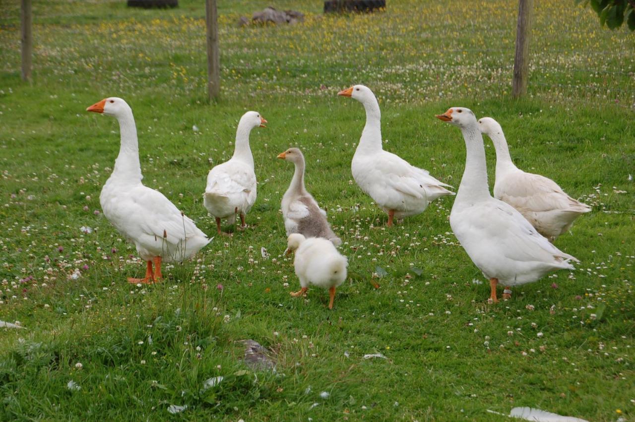 Bed and Breakfast The Little Flock Farm Cloonmore Exterior foto